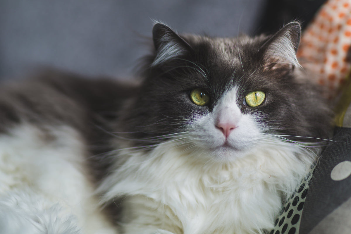 Chat